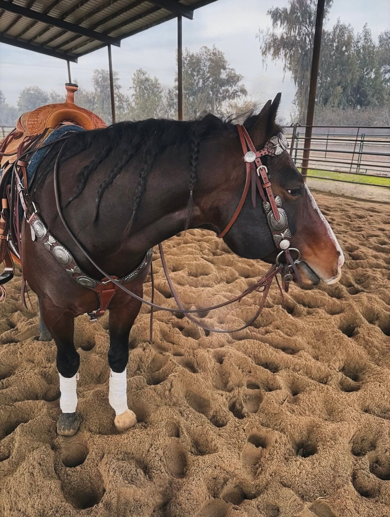 The Dinero Breast Collar