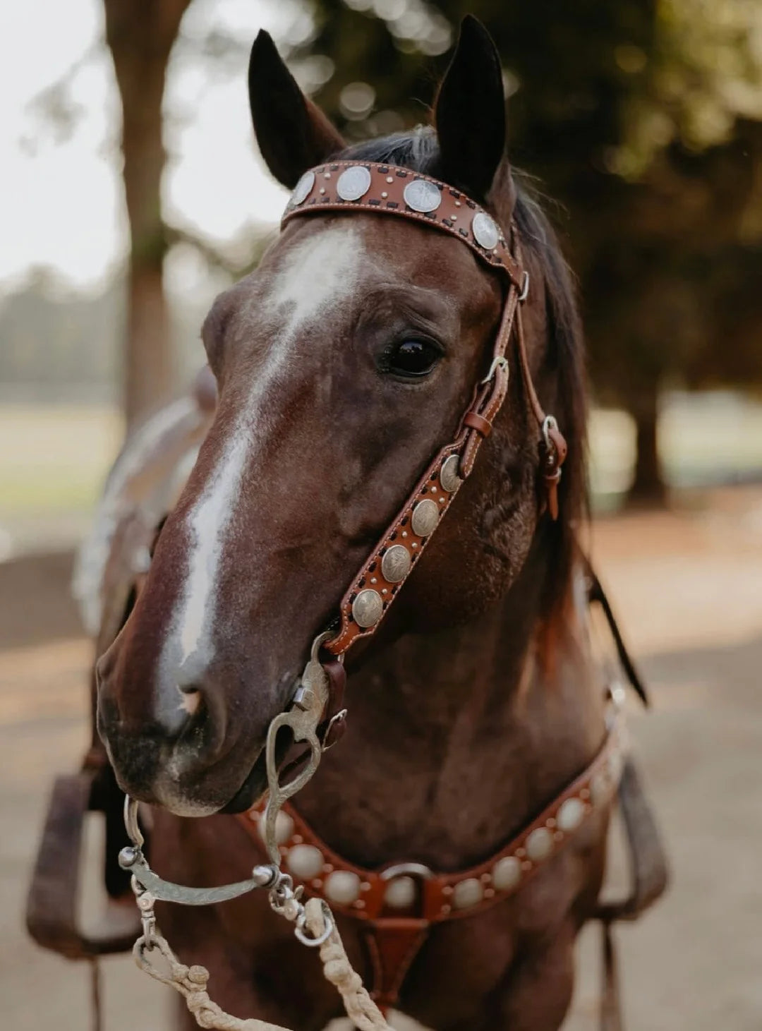 The Dinero Tack Set