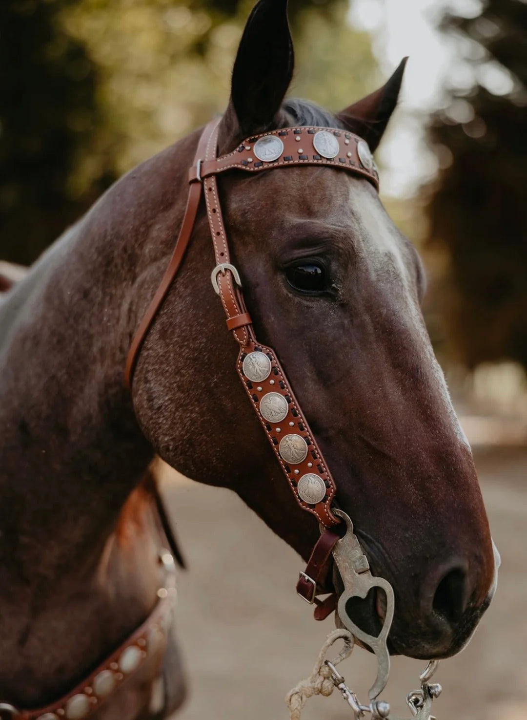 The Dinero Tack Set